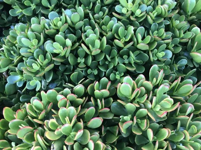 Crassula ovata Red Edge - 85mm