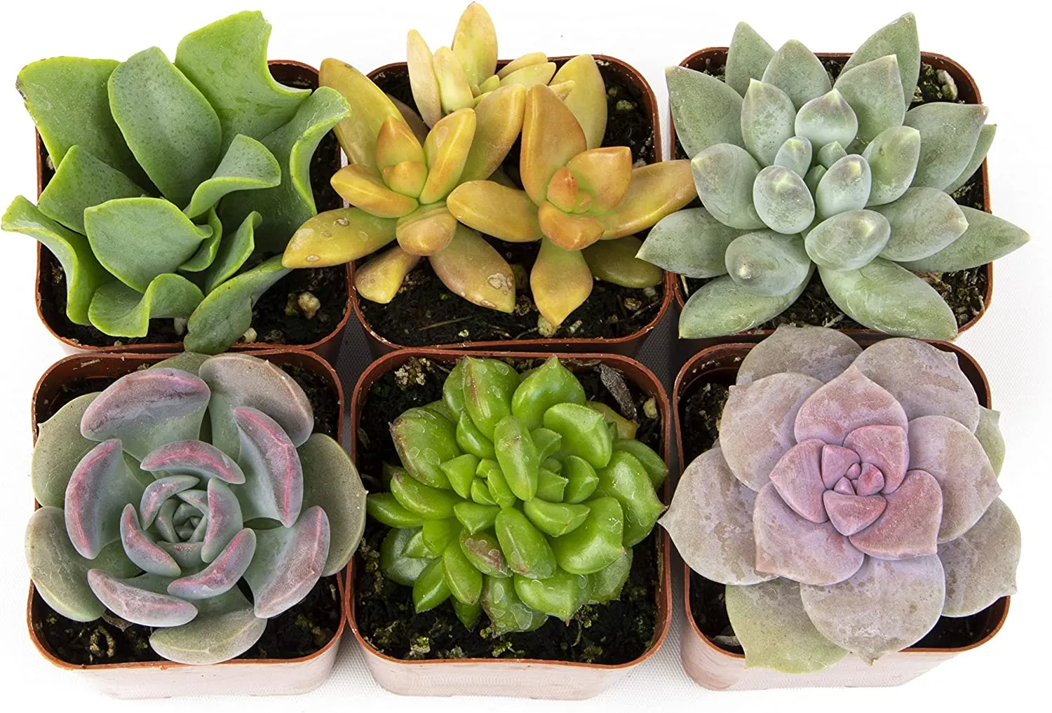 Succulent Plants, Fully Rooted in Planter Pots with Soil